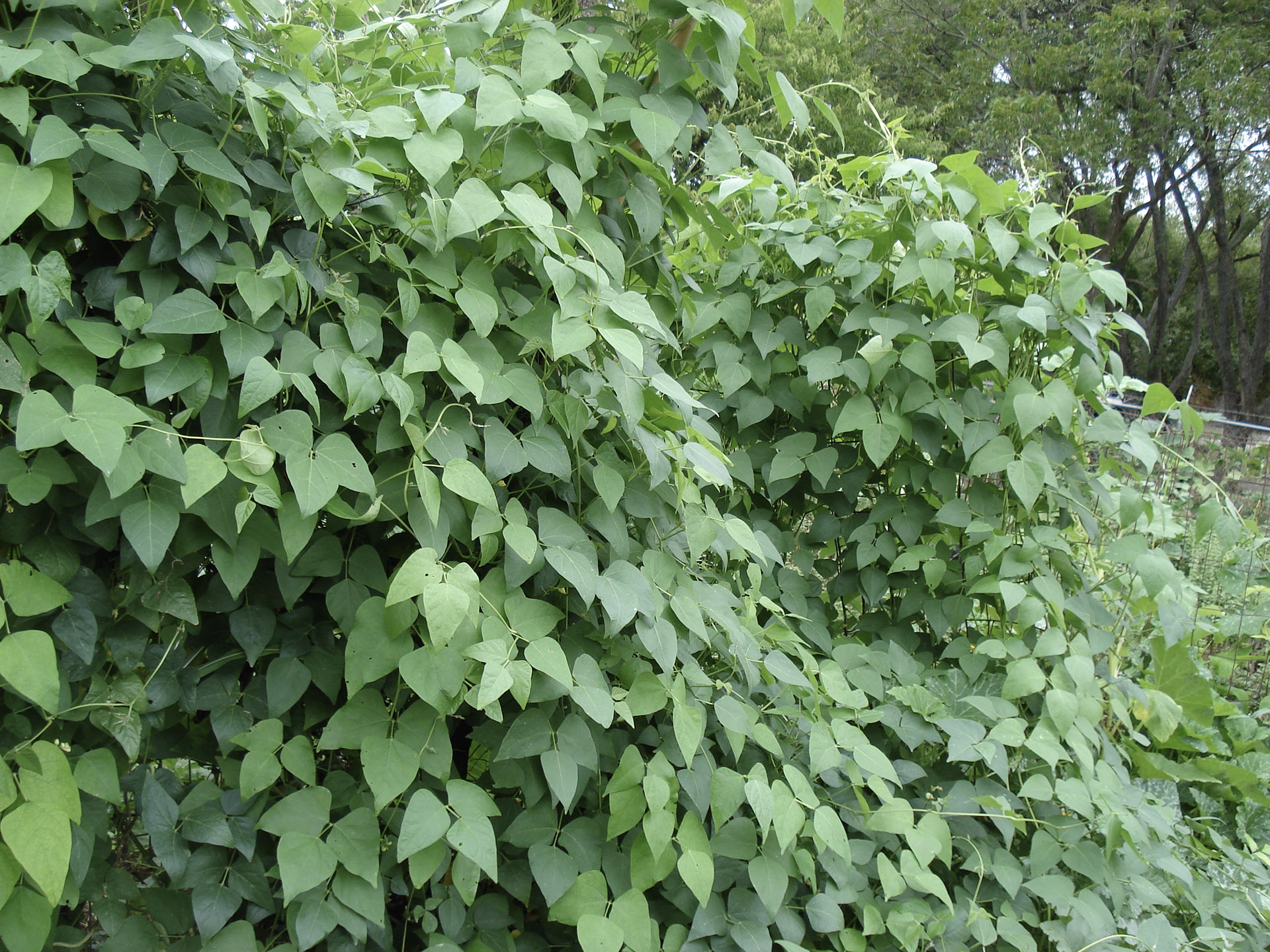 Đậu ngự tươi