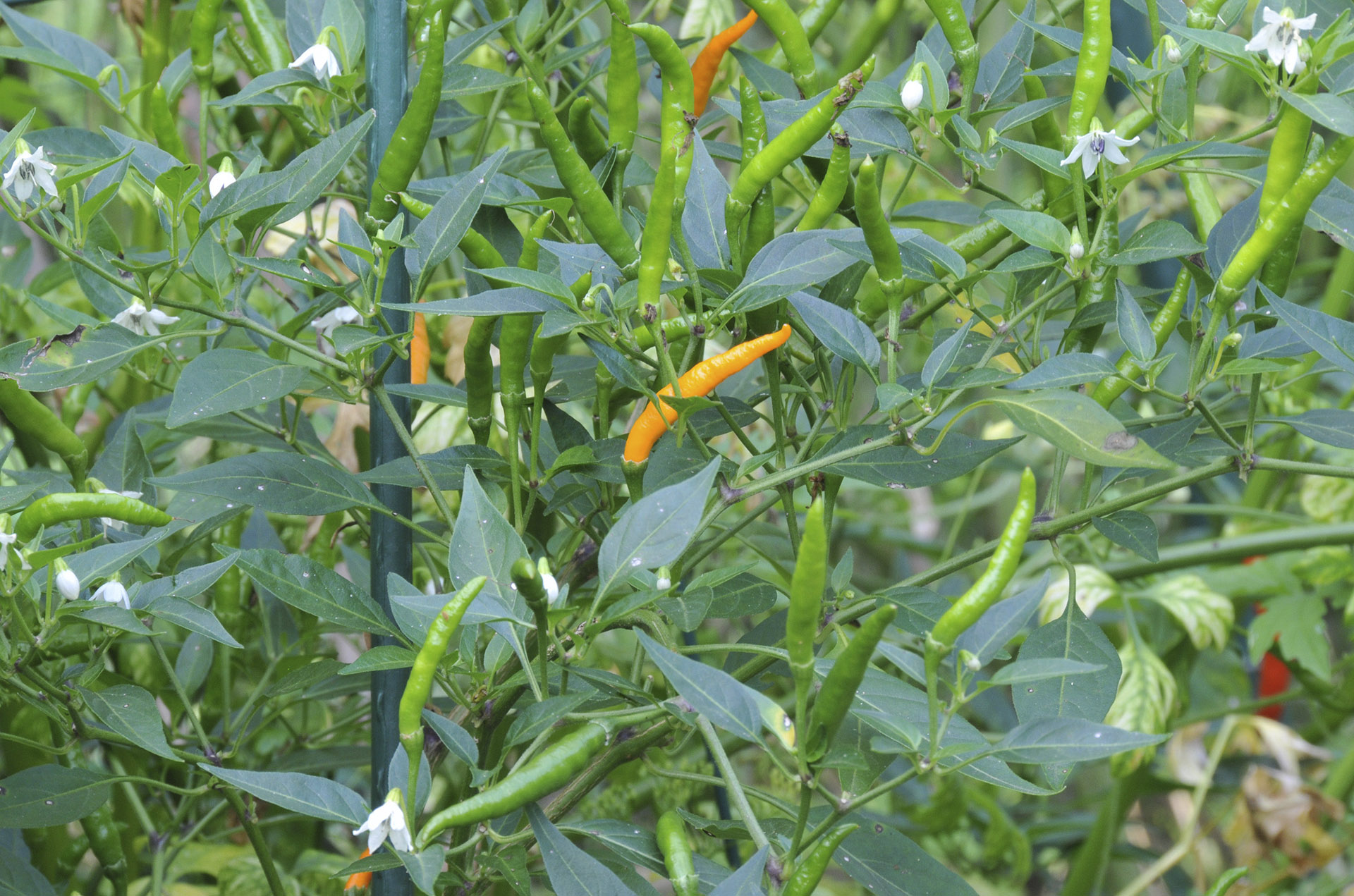 Ớt cay đỏ