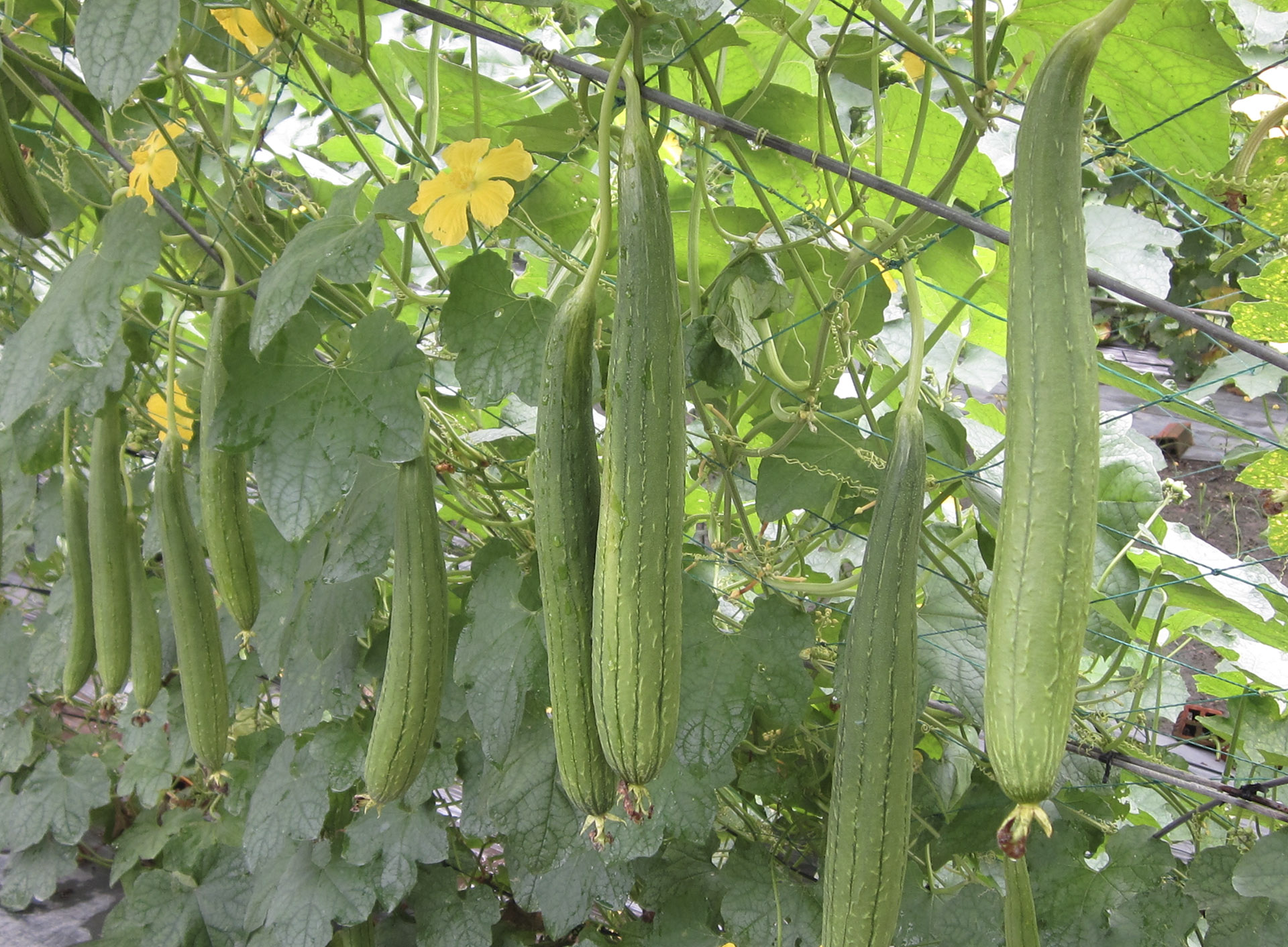 Quả Mướp