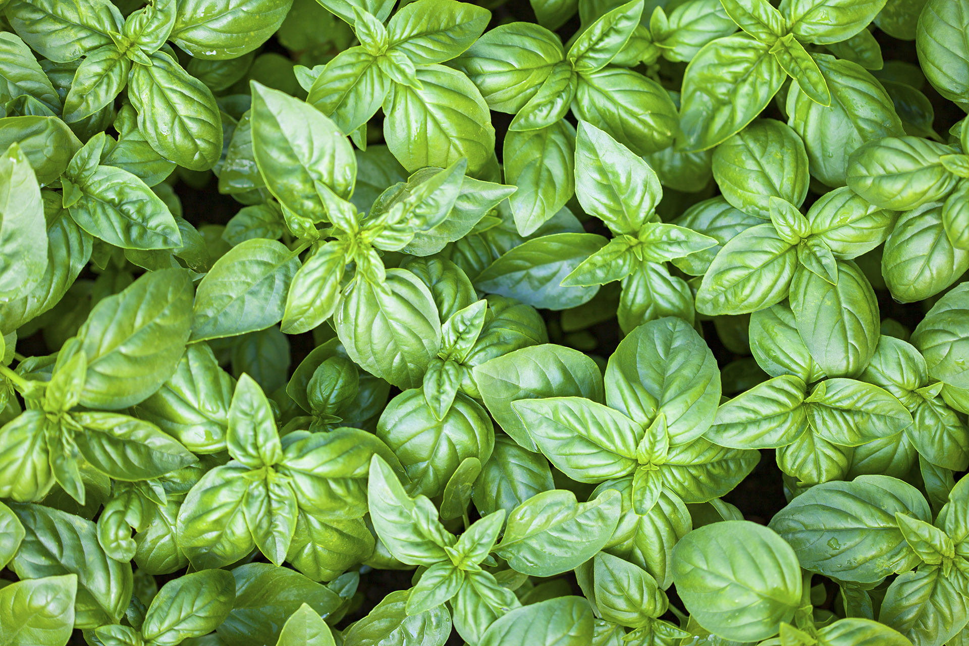 Quế tây (Basil)
