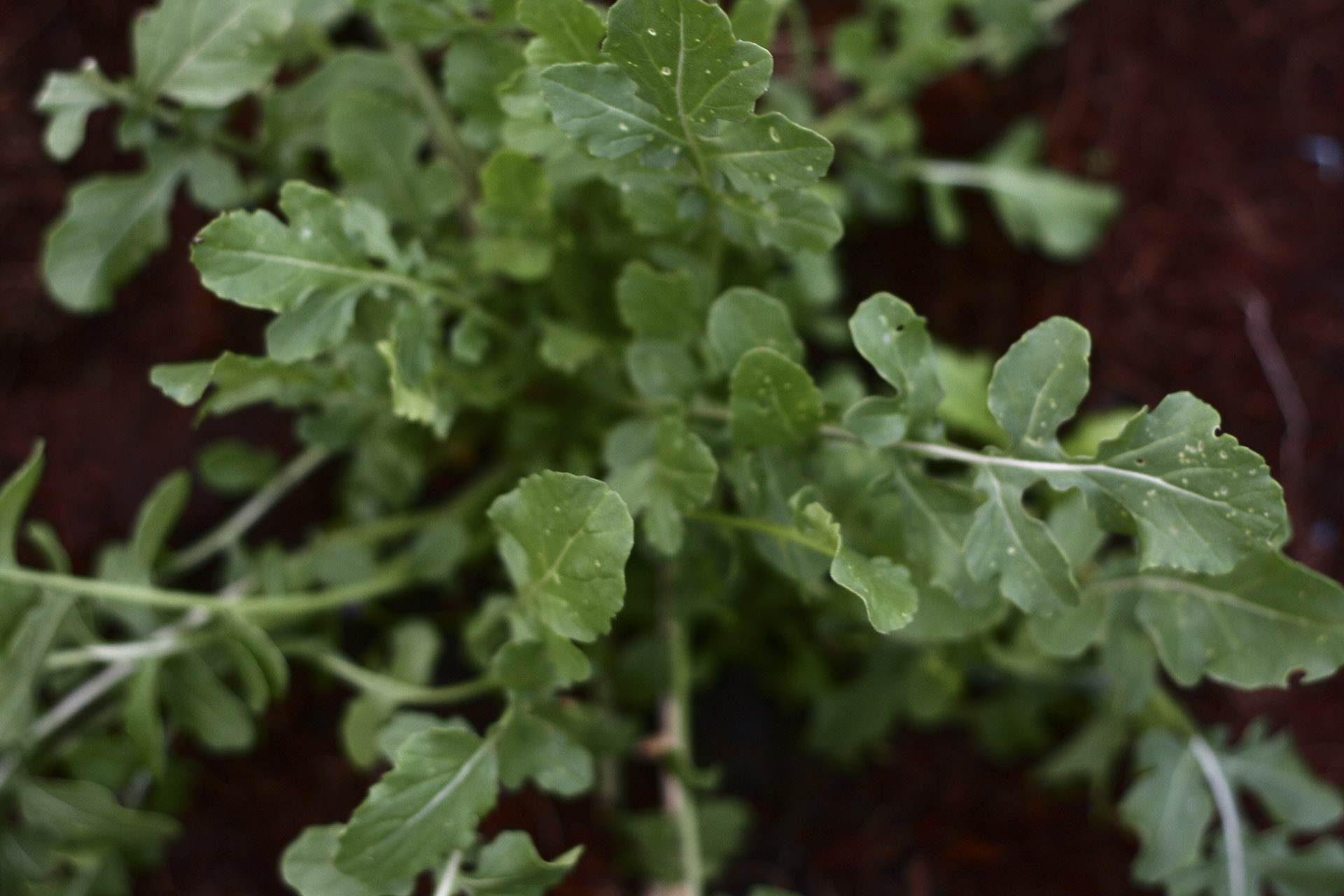 Arugula (Rocket) lá lớn
