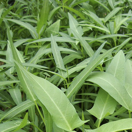 Rau muống