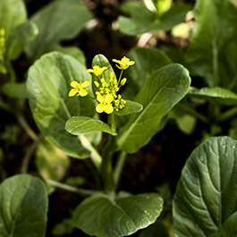 Cải ngồng