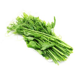 Đọt su su