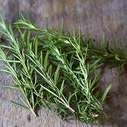 Hương thảo (Rosemary)