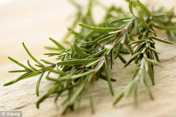 Hương thảo (Rosemary)