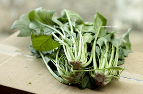 Cải bó xôi