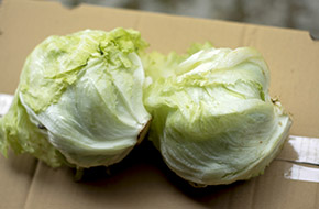 Xà lách mỹ