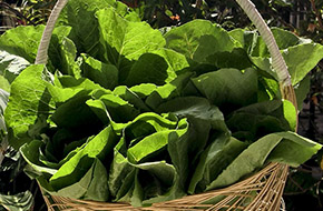 Xà lách Romaine