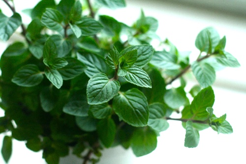 Chậu cây bạc hà peppermint (táo)