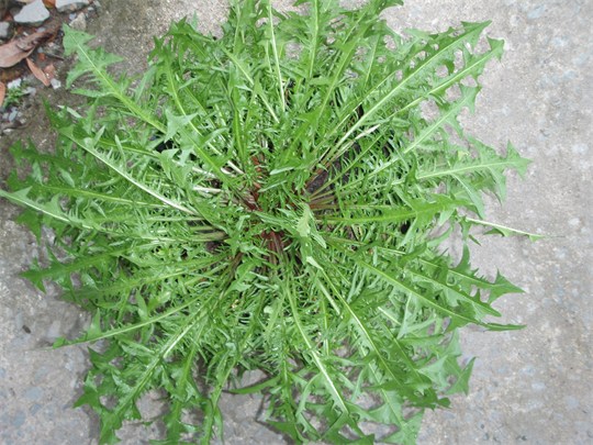 Bồ công anh tím