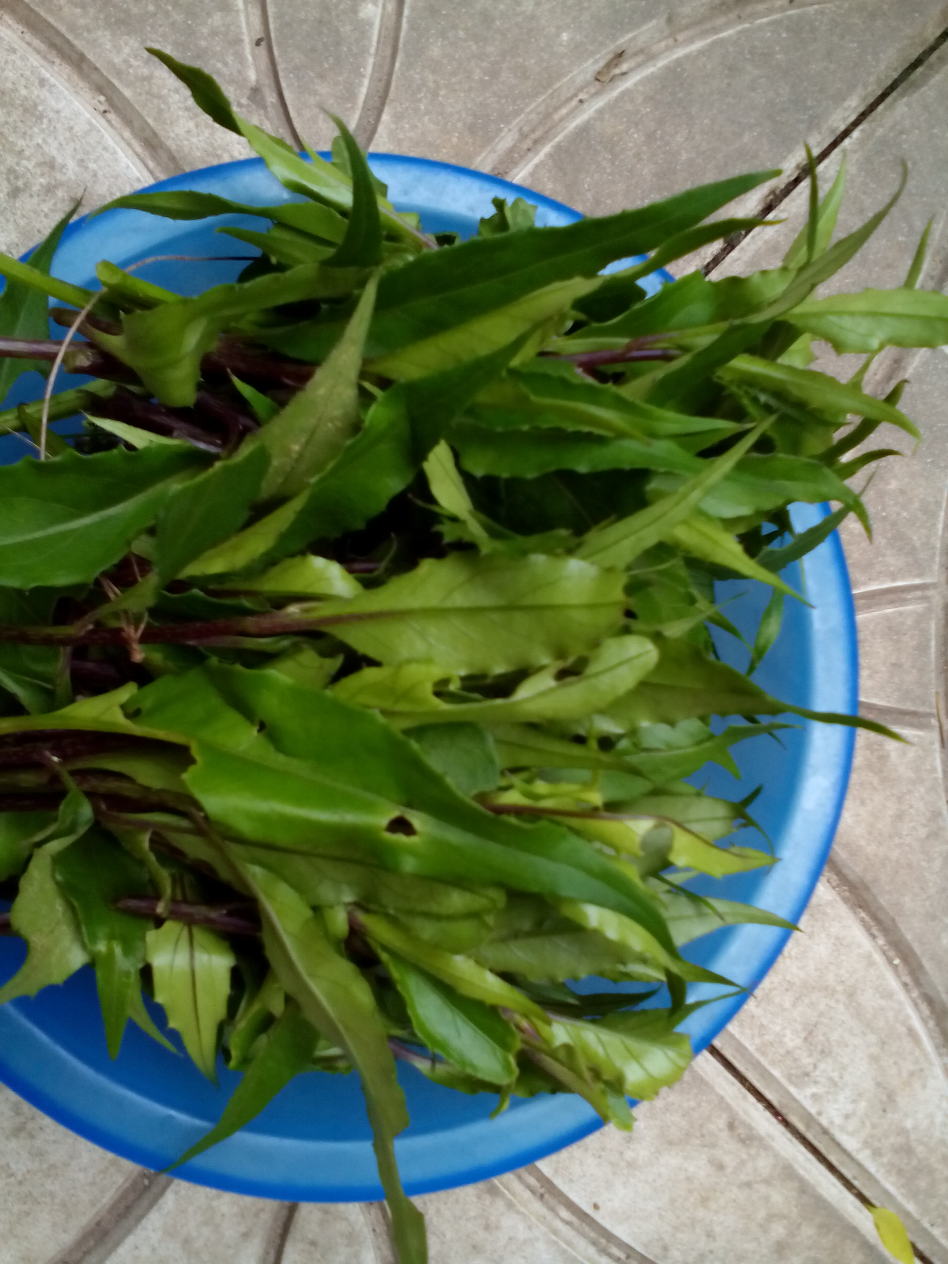 Rau rừng Tây Nguyên