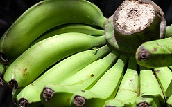 Chuối Laba Đà Lạt