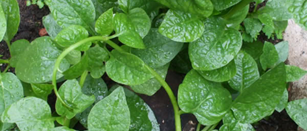 Rau mồng tơi (kg)