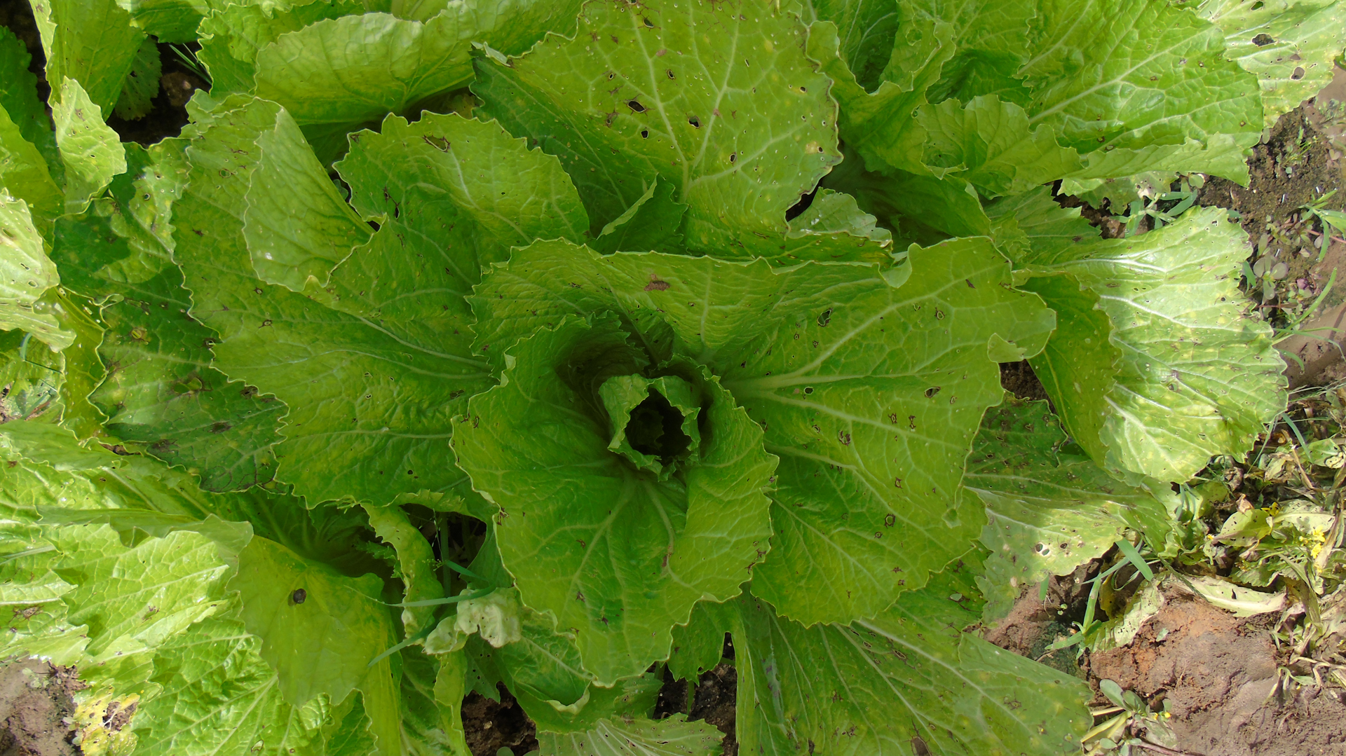 Cải bẹ (muối dưa)