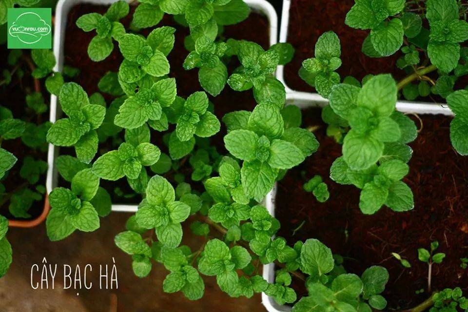 Chậu cây bạc hà chocomint