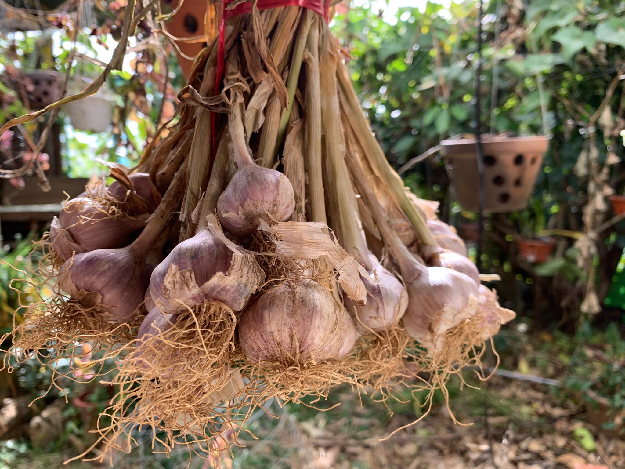 Củ tỏi tía