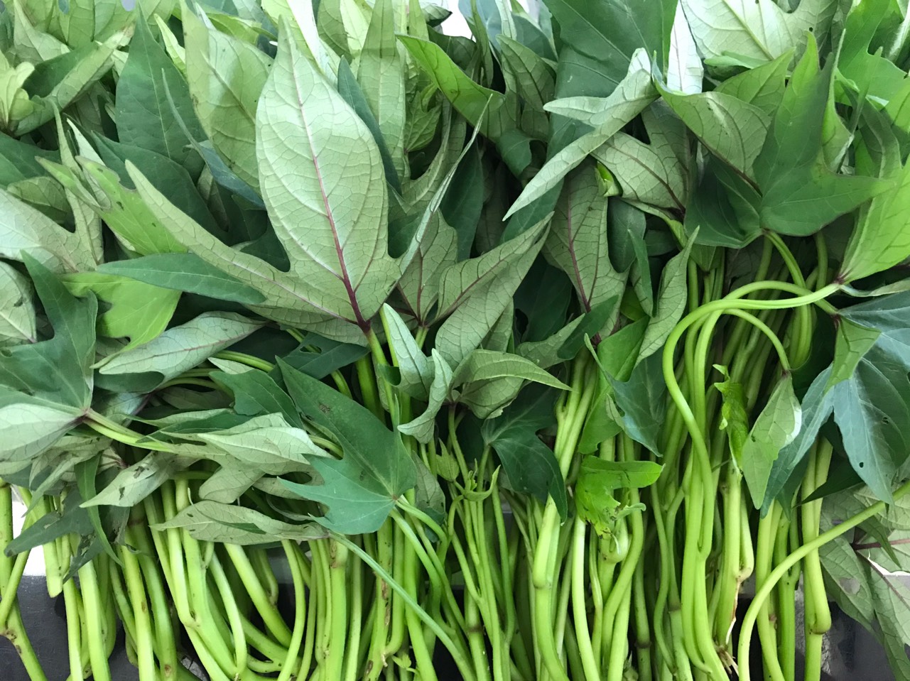 Đọt rau lang