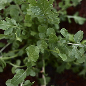 Arugula (Rocket) lá lớn