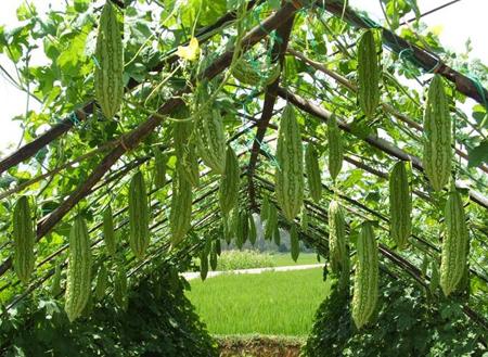 Mướp đắng không lành như ta tưởng