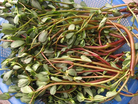 Chua dịu rau sam