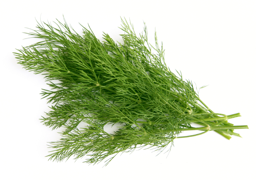 Thì Là ( Dill)