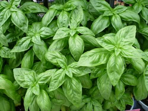 Quế tây (Basil)
