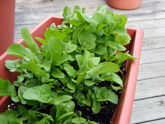 Arugula Rocket