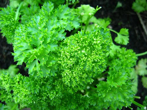Ngò tây (Parsley)