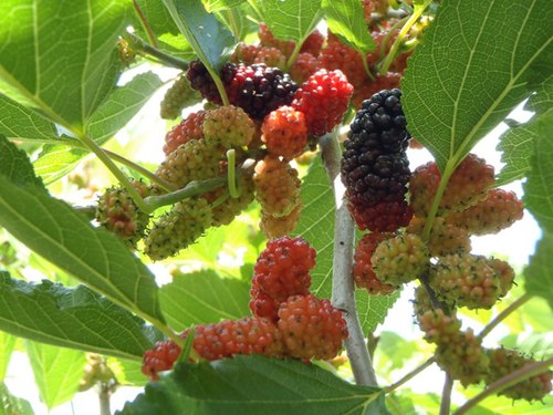 Làm đẹp tóc với món ăn từ dâu tằm