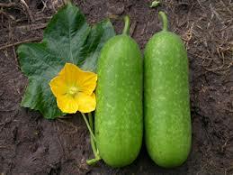 Công dụng của bí đao