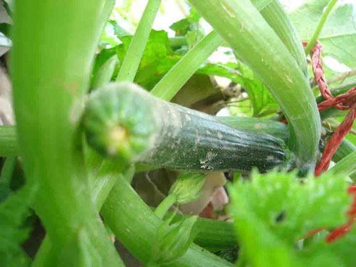 Bổ dưỡng bí ngồi