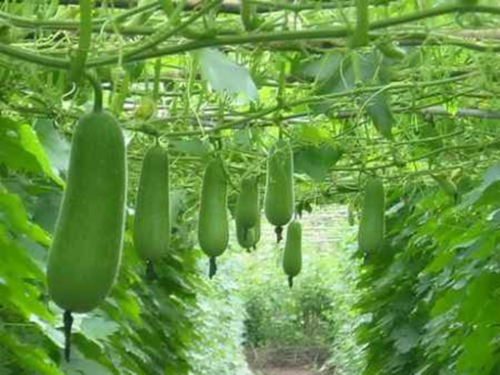 Tác dụng của bí đao đối với sức khỏe