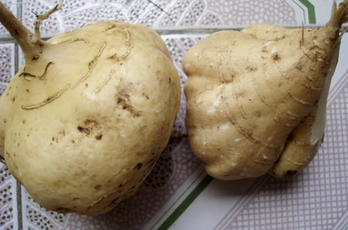 Củ sắn (củ mì)